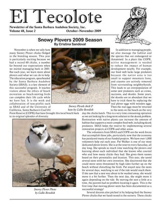 El TecoloteNewsletter of the Santa Barbara Audubon Society, Inc.
Volume 48, Issue 2				 October–November 2009
Snowy Plovers 2009 Season
By Cristina Sandoval
November is when we tally how
many Snowy Plover chicks fledged
in the breeding season. This year
is particularly exciting because we
had a record 60 chicks, a number
far beyond our expectations when
we started managing back in 2001.
But each year, we learn more about
plovers and what we can do to help.
The education program, spearheaded
by the Santa Barbara Audubon
Society (SBAS), is a key element of
this successful program. It teaches
visitors about the ethics of beach
recreation so beach-nesting birds
can complete their life cycle while
we have fun. It is the work and
collaboration of non-profits such
as SBAS and of the University of
California, Santa Barbara’s Coal Oil
Point Reserve (COPR) that have brought this local beach back
to its original splendor of diversity.
In addition to managing people,
we also manage the habitat and
the species that are endangered or
threatened. In a place like COPR,
active management is needed
to reduce the impact of human
development nearby. For example,
our food web lacks large predators
because the native area is too
small to support mountain lions,
and coyotes are actively removed
from surrounding neighborhoods.
This leads to an overpopulation of
some nest predators such as crows,
raccoons, and skunks. Some years,
the skunks are so abundant that we
have to trick them by replacing the
real plover eggs with wooden eggs.
Then the real eggs must be returned
to the nests on the beach on the very
day the chicks hatch. This is a very time consuming operation
so we are looking for a long-term solution to the skunk problem.
Restoration with native plants can increase the amount of
habitat that supports a more complex food web, including skunk
predators. SBAS helps the reserve by implementing several
restoration projects at COPR and other areas.
The volunteers from SBAS and COPR are the work forces
that accomplish these jobs, particularly now that the economy
has paralyzed many of our funded projects. We have over 1,000
volunteers help out each year. Pat Walker is one of our most
dedicated plover lovers. She is at the reserve every Saturday, all
day long. She spends so much time watching the plovers and
learning about each individual that she knows who courted
who and how many chicks they had. She gives them names
based on their personality and location. This year, she saved
several nests with her own invention. She discovered that she
could move nests threatened by high tides further up on the
beach without disturbing the birds. Pat stayed near the nests
for several days, watching to see if the tide would reach them.
If she saw that a nest was about to be washed away, she would
move it a bit further. Then the next day, she might move it
again depending on the tide. By moving the nest a little at a
time, the parents had no problem locating it again. This is the
first time that moving plover nests has been documented as a
successful strategy!
Several docents also pitched in by helping feed the Snowy
Plover chicks that we hand-raised in the nursery. These chicks
Snowy Plover Photo
by Callie Bowdish
Snowy Plovek chick P
hoto by Callie Bowdish
 