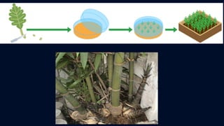 ข้อสอบ+เฉลย การสืบพันธุ์ของพืชดอก ชั้นมัธยมศึกษาปีที่ 5