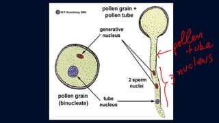 ข้อสอบ+เฉลย การสืบพันธุ์ของพืชดอก ชั้นมัธยมศึกษาปีที่ 5