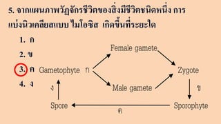 5. จากแผนภาพวัฏจักรชีวิตของสิ่งมีชีวิตชนิดหนึ่ง การ
แบ่งนิวเคลียสแบบ ไมโอซิส เกิดขึ้นที่ระยะใด
1. ก
2. ข
3. ค
4. ง
Gametophyte
Spore
Female gamete
Male gamete
Zygote
Sporophyte
ก
ข
ค
ง
 