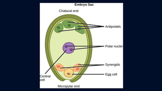 ข้อสอบ+เฉลย การสืบพันธุ์ของพืชดอก ชั้นมัธยมศึกษาปีที่ 5