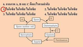 6. จากภาพ A, B และ C คืออะไรตามลําดับ
1. ไมโอซิส ไมโทซิส ไมโทซิส 2. ไมโทซิส ไมโอซิส ไมโทซิส
3. ไมโทซิส ไมโอซิส ไมโอซิส 4. ไมโทซิส ไมโทซิส ไมโอซิส
Spore
Gametophyte
Gamete
Zygote
Sporophyte
Spore mother cell
Fertilization
B
A
C
 
