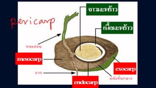 ข้อสอบ+เฉลย การสืบพันธุ์ของพืชดอก ชั้นมัธยมศึกษาปีที่ 5