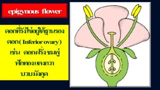 ข้อสอบ+เฉลย การสืบพันธุ์ของพืชดอก ชั้นมัธยมศึกษาปีที่ 5