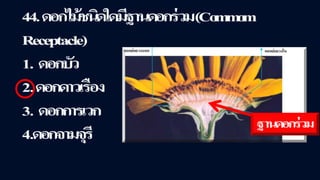 ข้อสอบ+เฉลย การสืบพันธุ์ของพืชดอก ชั้นมัธยมศึกษาปีที่ 5