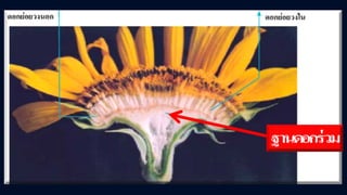 ข้อสอบ+เฉลย การสืบพันธุ์ของพืชดอก ชั้นมัธยมศึกษาปีที่ 5