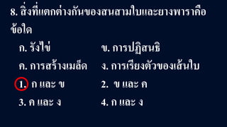 8. สิ่งที่แตกต่างกันของสนสามใบและยางพาราคือ
ข้อใด
ก. รังไข่ ข. การปฏิสนธิ
ค. การสร้างเมล็ด ง. การเรียงตัวของเส้นใบ
1. ก และ ข 2. ข และ ค
3. ค และ ง 4. ก และ ง
 