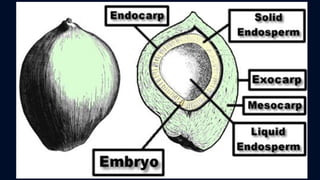 ข้อสอบ+เฉลย การสืบพันธุ์ของพืชดอก ชั้นมัธยมศึกษาปีที่ 5