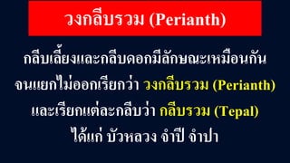 กลีบเลี้ยงและกลีบดอกมีลักษณะเหมือนกัน
จนแยกไม่ออกเรียกว่า วงกลีบรวม (Perianth)
และเรียกแต่ละกลีบว่า กลีบรวม (Tepal)
ได้แก่ บัวหลวง จําปี จําปา
วงกลีบรวม (Perianth)
 