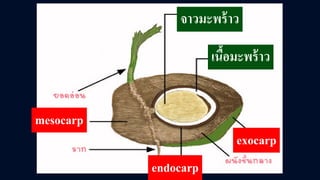 จาวมะพร้าว
เนื้อมะพร้าว
mesocarp
exocarp
endocarp
 
