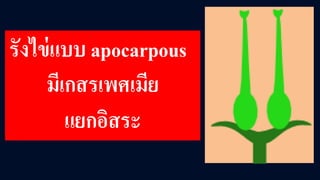 รังไข่แบบ apocarpous
มีเกสรเพศเมีย
แยกอิสระ
 
