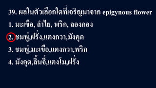 39. ผลในตัวเลือกใดที่เจริญมาจาก epigynous flower
1. มะเขือ, ลําไย, พริก, ลองกอง
2. ชมพู่,ฝรั่ง,แตงกวา,มังคุด
3. ชมพู่,มะเขือ,แตงกวา,พริก
4. มังคุด,ลิ้นจี่,แตงโม,ฝรั่ง
 