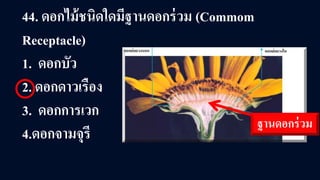 44. ดอกไม้ชนิดใดมีฐานดอกร่วม (Commom
Receptacle)
1. ดอกบัว
2. ดอกดาวเรือง
3. ดอกการเวก
4.ดอกจามจุรี
ฐานดอกร่วม
 