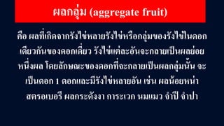 ผลกลุ่ม (aggregate fruit)
คือ ผลที่เกิดจากรังไข่หลายรังไข่หรือกลุ่มของรังไข่ในดอก
เดียวกันของดอกเดี่ยว รังไข่แต่ละอันจะกลายเป็นผลย่อย
หนึ่งผล โดยลักษณะของดอกที่จะกลายเป็นผลกลุ่มนั้น จะ
เป็นดอก 1 ดอกและมีรังไข่หลายอัน เช่น ผลน้อยหน่า
สตรอเบอรี ผลกระดังงา การะเวก นมแมว จําปี จําปา
 