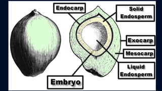 ข้อสอบ+เฉลย การสืบพันธุ์ของพืชดอก ชั้นมัธยมศึกษาปีที่ 5