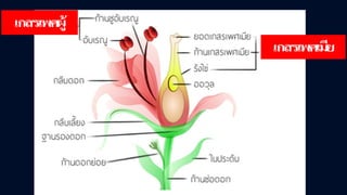 ข้อสอบ+เฉลย การสืบพันธุ์ของพืชดอก ชั้นมัธยมศึกษาปีที่ 5