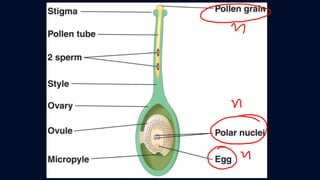 ข้อสอบ+เฉลย การสืบพันธุ์ของพืชดอก ชั้นมัธยมศึกษาปีที่ 5