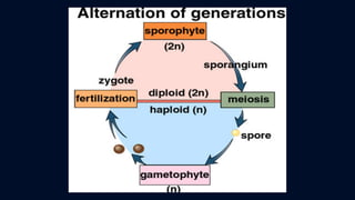ข้อสอบ+เฉลย การสืบพันธุ์ของพืชดอก ชั้นมัธยมศึกษาปีที่ 5