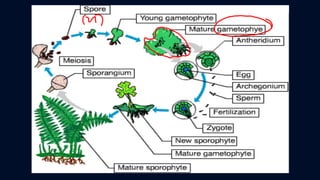 ข้อสอบ+เฉลย การสืบพันธุ์ของพืชดอก ชั้นมัธยมศึกษาปีที่ 5