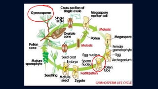 ข้อสอบ+เฉลย การสืบพันธุ์ของพืชดอก ชั้นมัธยมศึกษาปีที่ 5