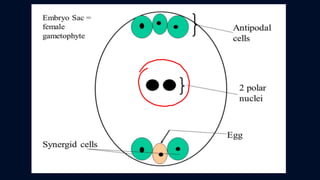 ข้อสอบ+เฉลย การสืบพันธุ์ของพืชดอก ชั้นมัธยมศึกษาปีที่ 5
