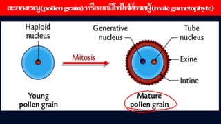 ข้อสอบ+เฉลย การสืบพันธุ์ของพืชดอก ชั้นมัธยมศึกษาปีที่ 5