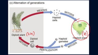 ข้อสอบ+เฉลย การสืบพันธุ์ของพืชดอก ชั้นมัธยมศึกษาปีที่ 5