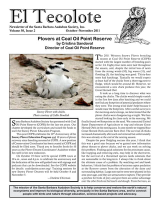 El TecoloteNewsletter of the Santa Barbara Audubon Society, Inc.
Volume 50, Issue 2				 October–November 2011
The mission of the Santa Barbara Audubon Society is to help conserve and restore the earth’s natural
ecosystems and improve its biological diversity, principally in the Santa Barbara area, and to connect
people with birds and nature through education, science-based projects and advocacy.
Santa Barbara Audubon Society has partnered with Coal
Oil Point Reserve (COPR) for the last ten years. Our
chapter developed the curriculum and raised the funds to
start the Snowy Plover Education Program.
This year COPR celebrates the 10th
Anniversary of the
Snowy Plover Education Program and 10 years of plover
recovery since breeding resumed at COPR. A new position
of Conservation Coordinator has been created at COPR and
should be filled soon. Thank you to Jennifer Stroh for 10
years as the Plover Docent Coordinator! Audubon wishes
Jen well in her new endeavors.
On October 19 there will be special COPR tours at
10 a.m., noon and 4 p.m. to celebrate the anniversary and
the dedication of the new self-guided tour with signage and
podcasts that can be downloaded. See the COPR website
for details: coaloilpoint.ucnrs.org/ Training sessions for
new Snowy Plover Docents will be held October 8 and
November 5. 	 		
				 —Darlene Chirman
The 2011 Western Snowy Plover breeding
season at Coal Oil Point Reserve (COPR)
started with the largest number of breeding pairs
so far: 24. Eighty-four nests were laid throughout
the season, and, despite the initial loss of nests
from the strong winds (10), big waves (11), and
flooding (3), the hatching was good. Thirty-four
nests had hatchings. Typically we would expect
at least half of the chicks from a three-egg nest to
fledge, which would be around 40. However, we
encountered a new chick predator this year, the
Great Horned Owl.
It took us a long time to discover what was
eating the chicks. The chicks would simply vanish
in the first few days after hatching and we could
not find any footprints of potential predators where
they were. The strong wind didn’t help because it
would erase the footprints. After careful surveys in
the morning and evenings, we determined that the
plover chicks were disappearing at night. We then
started looking for clues early in the morning. We
finally found owl footprints on the sand. We contracted United
States Department of Agriculture to trap and relocate Great
Horned Owls in the nesting area. In one month we trapped four
Great Horned Owls and one Barn Owl. The survival of chicks
increased dramatically after each owl removal but unfortunately
this was already at the end of the nesting season.
Despite the poor fledgling success this year, I think that
this was a good year because we’ve gained new information
about threats to plover chicks, and we can work on solving
this problem. Finding quick solutions for the proximate cause,
like trapping and removing owls, may help in the short-term,
but the survival of a threatened species needs solutions that
are sustainable in the long-term. I always like to think about
the ultimate cause of a problem. By watching owl and hawk
behaviors, I think that the problem of extreme raptor predation
at the Reserve comes from the alteration of the dune and
surrounding habitat. Large non-native trees were planted in this
area years ago, and they are attractants to raptors. They provide
a perches for birds of prey and give them an unfair advantage
over the other birds on the beach and slough. From the trees, an
Plovers at Coal Oil Point Reserve
by Cristina Sandoval
Director of Coal Oil Point Reserve
Snowy Plover with chicks.
Photo courtesy of Callie Bowdish
 