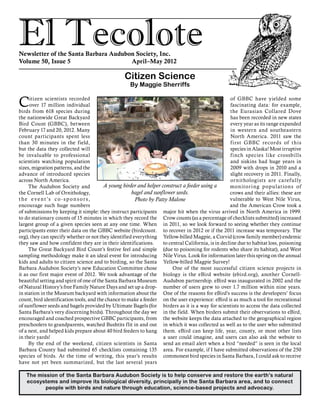 El TecoloteNewsletter of the Santa Barbara Audubon Society, Inc.
Volume 50, Issue 5				 April–May 2012
The mission of the Santa Barbara Audubon Society is to help conserve and restore the earth’s natural
ecosystems and improve its biological diversity, principally in the Santa Barbara area, and to connect
people with birds and nature through education, science-based projects and advocacy.
Citizen scientists recorded
over 17 million individual
birds from 618 species during
the nationwide Great Backyard
Bird Count (GBBC), between
February 17 and 20, 2012. Many
count participants spent less
than 30 minutes in the field,
but the data they collected will
be invaluable to professional
scientists watching population
sizes, migration patterns, and the
advance of introduced species
across North America.
The Audubon Society and
the Cornell Lab of Ornithology,
t he event’s co -sponsors,
encourage such huge numbers
of submissions by keeping it simple: they instruct participants
to do stationary counts of 15 minutes in which they record the
largest group of a given species seen at any one time. When
participants enter their data on the GBBC website (birdcount.
org), they can specify whether or not they identified everything
they saw and how confident they are in their identifications.
The Great Backyard Bird Count’s festive feel and simple
sampling methodology make it an ideal event for introducing
kids and adults to citizen science and to birding, so the Santa
Barbara Audubon Society’s new Education Committee chose
it as our first major event of 2012. We took advantage of the
beautiful setting and spirit of one of the Santa Barbara Museum
of Natural History’s free Family Nature Days and set up a drop-
in station in the Museum backyard with information about the
count, bird identification tools, and the chance to make a feeder
of sunflower seeds and bagels provided by Ultimate Bagels (for
Santa Barbara’s very discerning birds). Throughout the day we
encouraged and coached prospective GBBC participants, from
preschoolers to grandparents, watched Bushtits flit in and out
of a nest, and helped kids prepare about 40 bird feeders to hang
in their yards!
By the end of the weekend, citizen scientists in Santa
Barbara County had submitted 65 checklists containing 135
species of birds. At the time of writing, this year’s results
have not yet been summarized, but the last several years
of GBBC have yielded some
fascinating data: for example,
the Eurasian Collared Dove
has been recorded in new states
every year as its range expanded
in western and southeastern
North America. 2011 saw the
first GBBC records of this
species in Alaska! Most irruptive
finch species like crossbills
and siskins had huge years in
2009 with drops in 2010 and a
slight recovery in 2011. Finally,
ornithologists are carefully
monitoring populations of
crows and their allies: these are
vulnerable to West Nile Virus,
and the American Crow took a
major hit when the virus arrived in North America in 1999.
Crow counts (as a percentage of checklists submitted) increased
in 2011, so we look forward to seeing whether they continue
to recover in 2012 or if the 2011 increase was temporary. The
Yellow-billed Magpie, a Corvid (crow family member) endemic
to central California, is in decline due to habitat loss, poisoning
(due to poisoning for rodents who share its habitat), and West
Nile Virus. Look for information later this spring on the annual
Yellow-billed Magpie Survey!
One of the most successful citizen science projects in
biology is the eBird website (ebird.org), another Cornell-
Audubon partnership. eBird was inaugurated in 2002 and the
number of users grew to over 1.7 million within nine years.
One of the reasons for eBird’s success is the developers’ focus
on the user experience: eBird is as much a tool for recreational
birders as it is a way for scientists to access the data collected
in the field. When birders submit their observations to eBird,
the website keeps the data attached to the geographical region
in which it was collected as well as to the user who submitted
them. eBird can keep life, year, county, or most other lists
a user could imagine, and users can also ask the website to
send an email alert when a bird “needed” is seen in the local
area. For example, if I have submitted observations of the 250
commonest bird species in Santa Barbara, I could ask to receive
Citizen Science
By Maggie Sherriffs
A young birder and helper construct a feeder using a
bagel and sunflower seeds.
Photo by Patty Malone
 