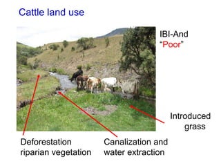 Cattle land use IBI-And  “ Poor ”  Deforestation  riparian vegetation Canalization and water extraction Introduced  grass 