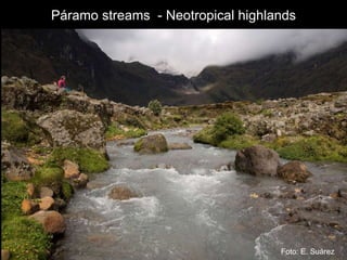 P á ramo streams  - Neotropical highlands Foto: E. Suárez 