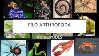 FILO ARTHROPODA
ARTRÓPODES
 