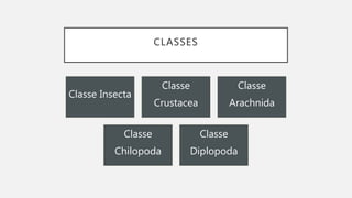 CLASSES
Classe Insecta
Classe
Crustacea
Classe
Arachnida
Classe
Chilopoda
Classe
Diplopoda
 
