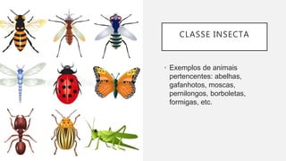 CLASSE INSECTA
• Exemplos de animais
pertencentes: abelhas,
gafanhotos, moscas,
pernilongos, borboletas,
formigas, etc.
 