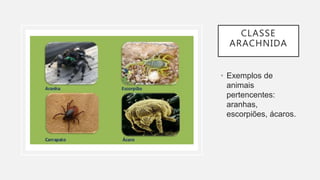 CLASSE
ARACHNIDA
• Exemplos de
animais
pertencentes:
aranhas,
escorpiões, ácaros.
 