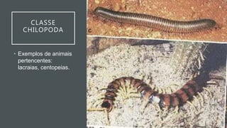 CLASSE
CHILOPODA
• Exemplos de animais
pertencentes:
lacraias, centopeias.
 