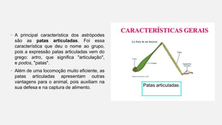 • A principal característica dos astrópodes
são as patas articuladas. Foi essa
característica que deu o nome ao grupo,
pois a expressão patas articuladas vem do
grego: artro, que significa "articulação",
e podos, "patas".
• Além de uma locomoção muito eficiente, as
patas articuladas apresentam outras
vantagens para o animal, pois auxiliam na
sua defesa e na captura de alimento.
 