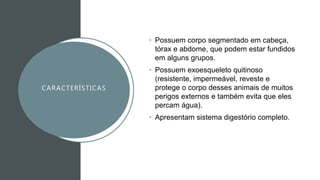 CARACTERÍSTICAS
• Possuem corpo segmentado em cabeça,
tórax e abdome, que podem estar fundidos
em alguns grupos.
• Possuem exoesqueleto quitinoso
(resistente, impermeável, reveste e
protege o corpo desses animais de muitos
perigos externos e também evita que eles
percam água).
• Apresentam sistema digestório completo.
 