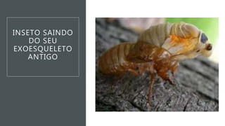 INSETO SAINDO
DO SEU
EXOESQUELETO
ANTIGO
 