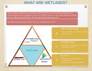 WHAT ARE WETLANDS? 
 