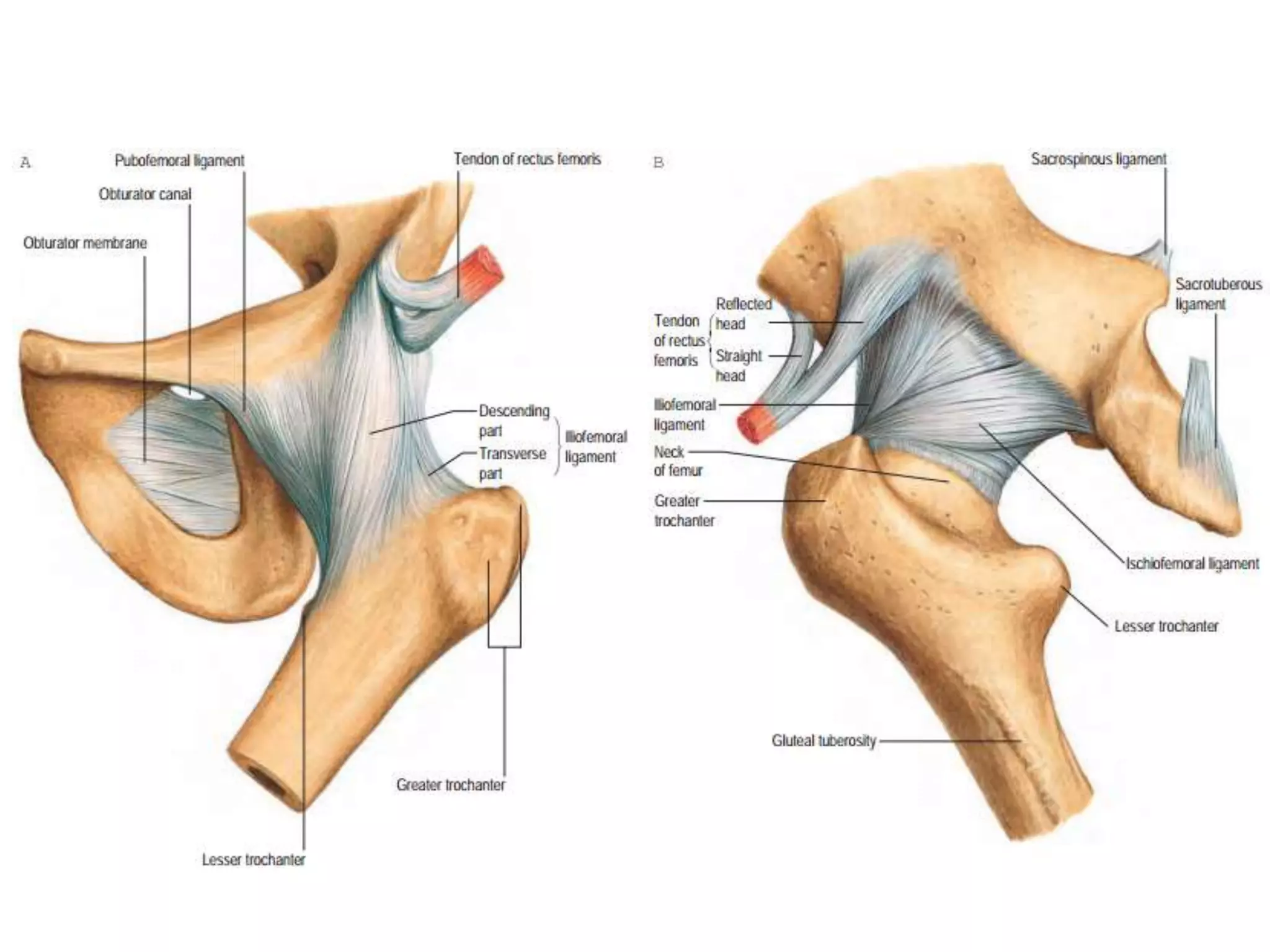 Intracapular Intracapsular femoral neck fractures anatomy and biomechanics | PPTX