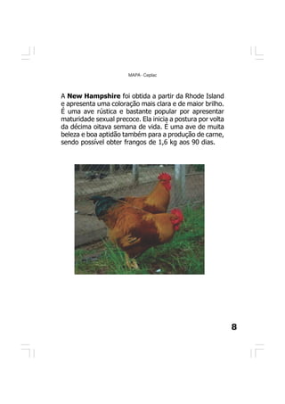 8
MAPA - Ceplac
A New Hampshire foi obtida a partir da Rhode Island
e apresenta uma coloração mais clara e de maior brilho.
É uma ave rústica e bastante popular por apresentar
maturidade sexual precoce. Ela inicia a postura por volta
da décima oitava semana de vida. É uma ave de muita
beleza e boa aptidão também para a produção de carne,
sendo possível obter frangos de 1,6 kg aos 90 dias.
 