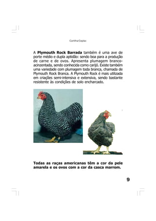 9
Cartilha/Ceplac
A Plymouth Rock Barrada também é uma ave de
porte médio e dupla aptidão: sendo boa para a produção
de carne e de ovos. Apresenta plumagem branco-
acinzentada, sendo conhecida como carijó. Existe também
uma variedade com plumagem toda branca, chamada de
Plymouth Rock Branca. A Plymouth Rock é mais utilizada
em criações semi-intensiva e extensiva, sendo bastante
resistente às condições de solo encharcado.
Todas as raças americanas têm a cor da pele
amarela e os ovos com a cor da casca marrom.
 