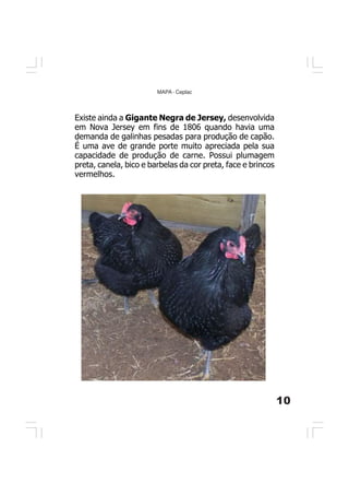 10
MAPA - Ceplac
Existe ainda a Gigante Negra de Jersey, desenvolvida
em Nova Jersey em fins de 1806 quando havia uma
demanda de galinhas pesadas para produção de capão.
É uma ave de grande porte muito apreciada pela sua
capacidade de produção de carne. Possui plumagem
preta, canela, bico e barbelas da cor preta, face e brincos
vermelhos.
 