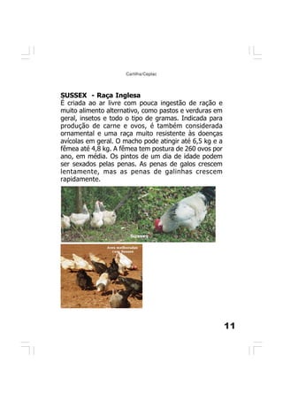 11
Cartilha/Ceplac
SUSSEX - Raça Inglesa
É criada ao ar livre com pouca ingestão de ração e
muito alimento alternativo, como pastos e verduras em
geral, insetos e todo o tipo de gramas. Indicada para
produção de carne e ovos, é também considerada
ornamental e uma raça muito resistente às doenças
avícolas em geral. O macho pode atingir até 6,5 kg e a
fêmea até 4,8 kg. A fêmea tem postura de 260 ovos por
ano, em média. Os pintos de um dia de idade podem
ser sexados pelas penas. As penas de galos crescem
lentamente, mas as penas de galinhas crescem
rapidamente.
 