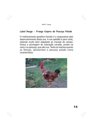 14
MAPA - Ceplac
Label Rouge - Frango Caipira de Pescoço Pelado
O melhoramento genético francês é o responsável pelo
desenvolvimento desta ave. A sua aptidão é para corte,
estando muito bem adaptada ao manejo de campo.
Possui a plumagem de coloração variada, exceto na
cara e no pescoço, que são nus. Tanto os machos quanto
as fêmeas, apresentam o pescoço pelado como
característica.
 