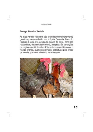 15
Cartilha/Ceplac
Frango Paraíso Pedrês
As aves Paraíso Pedreses são oriundas do melhoramento
genético, desenvolvido na própria Fazenda Aves do
Paraíso. É uma ave de rápido ganho de peso, com boa
rusticidade, de plumagem mista, adaptada às condições
do regime semi-intensivo. É também competitiva com o
frango branco, quando confinada, sobretudo pelo preço
de venda que vem obtendo no mercado.
 
