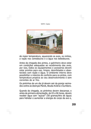 20
MAPA - Ceplac
Os pintinhos de um dia já devem sair da granja vacina-
dos contra as doenças Marek, Bouba Aviária e Gumboro.
Quando da chegada, os pintinhos devem descansar, e
antes da primeira alimentação, de 03 a 06 horas, devem
receber água com “açúcar” (50 gramas/litro de água)
para hidratar e aumentar a energia do corpo da ave e,
Antes da chegada dos pintos, o galinheiro deve estar
em condições adequadas ao recebimento das aves,
por isso, todos os equipamentos e acessórios devem
estar prontos para uso, limpos, desinfetados e abas-
tecidos com ração e água. O ambiente interno deve
possibilitar o máximo de conforto para os pintos, com
temperatura propícia ao seu desenvolvimento e sem
correntes de ar frio.
de maior temperatura, aquecendo as aves, os ninhos,
a ração nos comedouros e a água nos bebedouros.
 