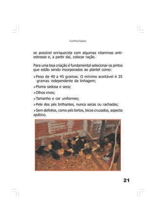 21
Cartilha/Ceplac
Peso de 40 a 45 gramas. O mínimo aceitável é 35
gramas independente da linhagem;
Pluma sedosa e seca;
Olhos vivos;
Tamanho e cor uniformes;
Pele dos pés brilhantes, nunca secas ou rachadas;
Sem defeitos, como pés tortos, bicos cruzados, aspecto
apático.
se possível enriquecida com algumas vitaminas anti-
estresse e, a partir daí, colocar ração.
Para uma boa criação é fundamental selecionar os pintos
que estão sendo incorporados ao plantel como:
 