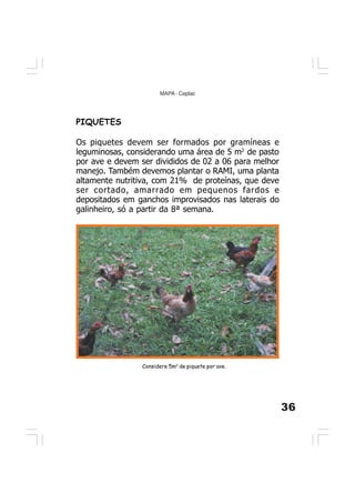 36
MAPA - Ceplac
PIQUETES
Os piquetes devem ser formados por gramíneas e
leguminosas, considerando uma área de 5 m2
de pasto
por ave e devem ser divididos de 02 a 06 para melhor
manejo. Também devemos plantar o RAMI, uma planta
altamente nutritiva, com 21% de proteínas, que deve
ser cortado, amarrado em pequenos fardos e
depositados em ganchos improvisados nas laterais do
galinheiro, só a partir da 8ª semana.
Considere 5m2
de piquete por ave.
 